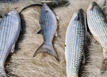 Pesca de tainha na modalidade arrasto de praia está suspensa